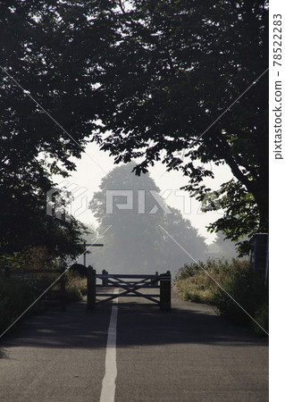 A large tree in the distance seen through a tree tunnel on the sidewalk 78522283