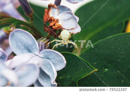 The beautiful lilac on a wooden surface 78522287