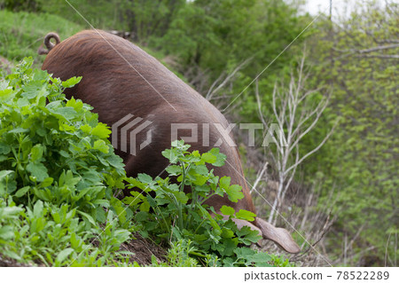 wild pig in the forest eating grass wild pig in the forest eating grass 78522289