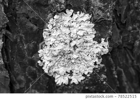 Close-up of lichen Flavoparmelia caperata on pine bark 78522515