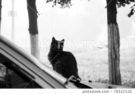 Black cat on a car hood on an early foggy morning 78522520