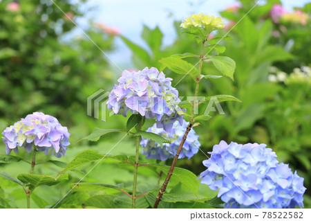 吉峰寺：新綠、繡球花、五月 78522582