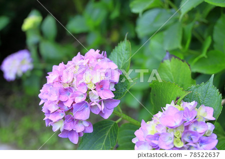 吉峰寺：新綠、繡球花、五月 78522637