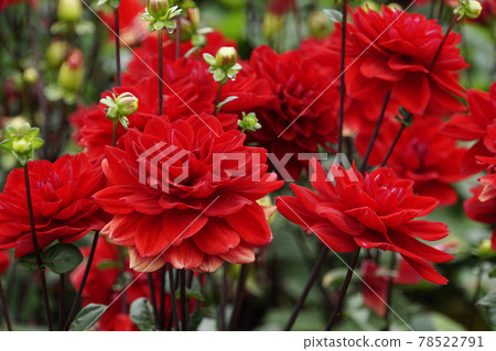 雨天鮮豔的紅色大麗花花 78522791