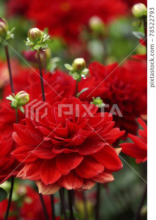 雨天鮮豔的紅色大麗花花 78522793