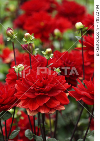 雨天鮮豔的紅色大麗花花 78522794