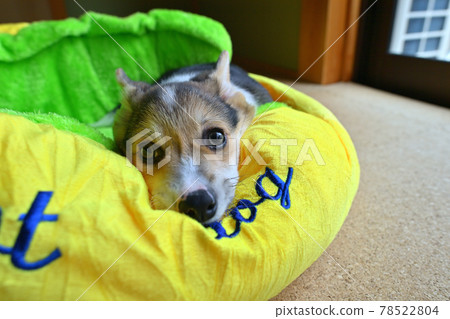 Cute little puppy Cute little puppy 78522804