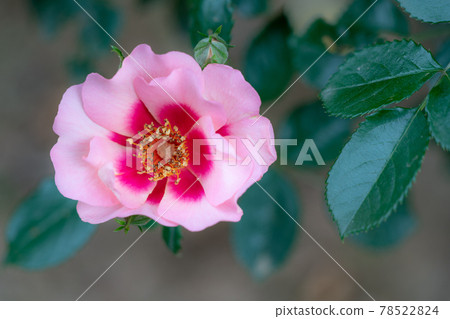 Rose Iconic 78522824