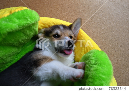 Cute little puppy 78522844