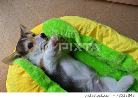 Cute little puppy 78522848