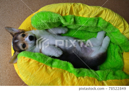 Cute little puppy 78522849