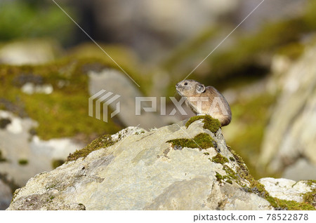 Pika (Hokkaido) 78522878