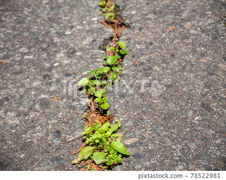 Cracked asphalt 78522981