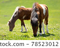 Pony eating grass 78523012