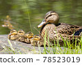 Parent and child of mallard 78523019