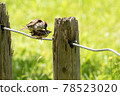 Mating of sparrows 78523020