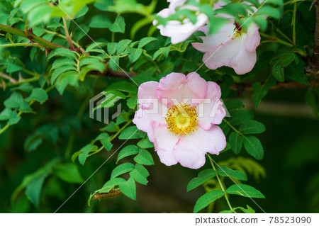 Rose, Japanese pepper rose Rose, Japanese pepper rose 78523090