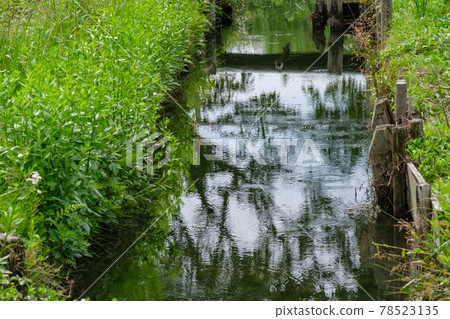 Reflection of a stream Reflection of a stream 78523135
