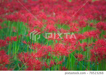 Cluster amaryllis in full bloom 78523268