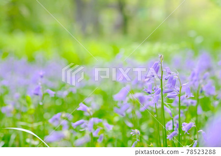 美麗的英國風信子 美麗的英國風信子 78523288