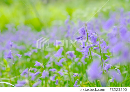 Beautiful English Bluebells 78523290