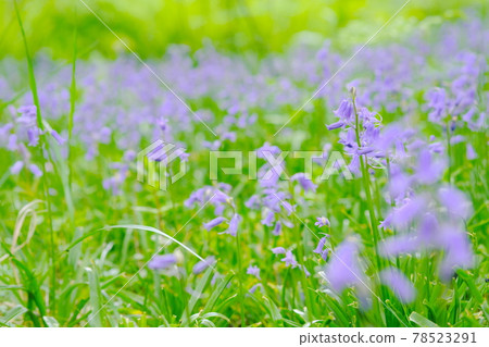 美麗的英國風信子 美麗的英國風信子 78523291