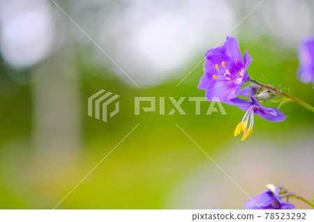 美麗的紫色野花 美麗的紫色野花 78523292