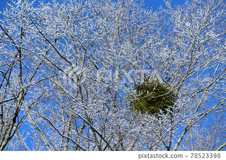 Rime and mistletoe Rime and mistletoe 78523398