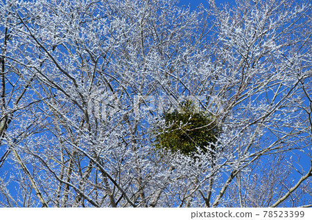 Rime and mistletoe Rime and mistletoe 78523399