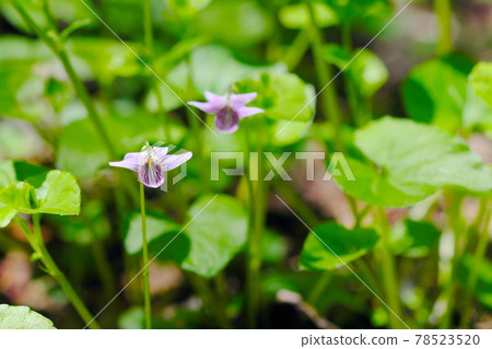 Beautiful violet flowers 78523520