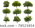 nine collection of beautiful green tree isolated on white 78523854