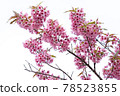 pink sakura flowers of thailand blooming 78523855