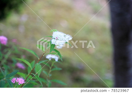 Flowers of Simopocillium 78523967
