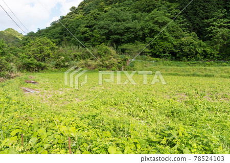 廢棄耕地、本田、邊緣村莊島根 廢棄耕地、本田、邊緣村莊島根 78524103