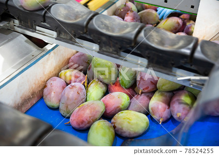 Mango on conveyor belt of sorting line Mango on conveyor belt of sorting line 78524255