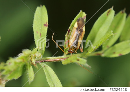 生物 昆蟲 中黑霞龜，雜食性。禾本科、豆科和菊科的農作物似乎也受到損害。 78524328