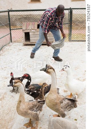 Portrait of african american man farmer taking care of gooses at farm 78524387