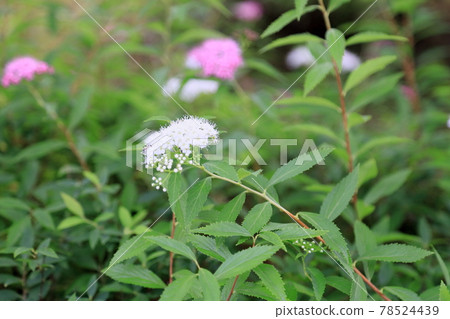Flowers of Simopocillium Flowers of Simopocillium 78524439