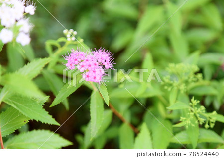 Flowers of Simopocillium Flowers of Simopocillium 78524440