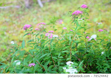 Flowers of Simopocillium Flowers of Simopocillium 78524442