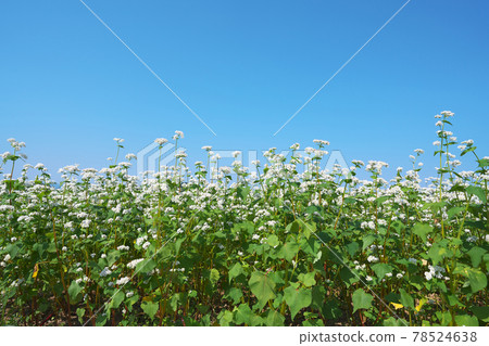 Summer buckwheat field Summer buckwheat field 78524638