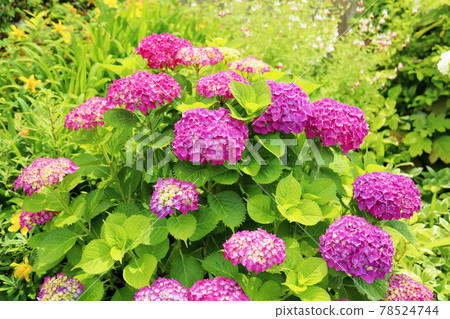 hydrangea flower hydrangea flower 78524744