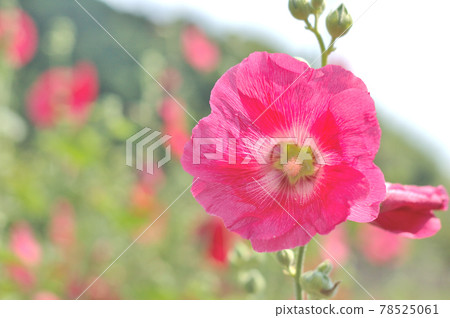 Red rosette flower Red rosette flower 78525061