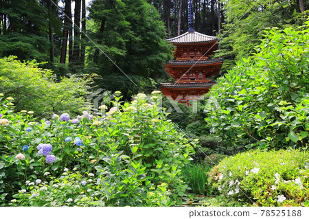 Hydrangeas and three-story pagoda at Iwafune-ji Temple, Kyoto, the flower temple of the Kansai region Hydrangeas and three-story pagoda at Iwafune-ji Temple, Kyoto, the flower temple of the Kansai region 78525188