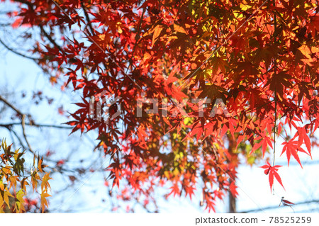 秋葉楓紅日式淡定優雅楓葉美麗秋葉觀賞 78525259