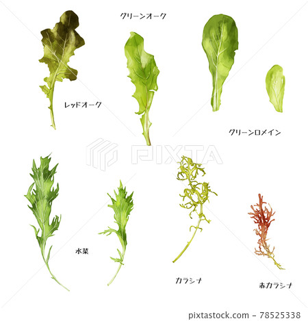 手繪水彩嬰兒葉子插圖集，附名字 78525338
