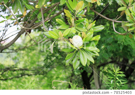 Taisambok花 78525403