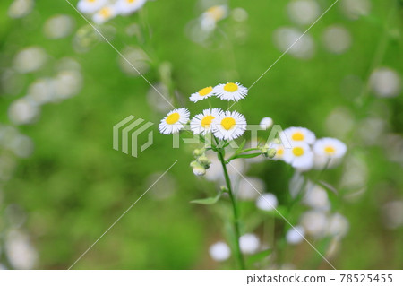 姬城花 姬城花 78525455