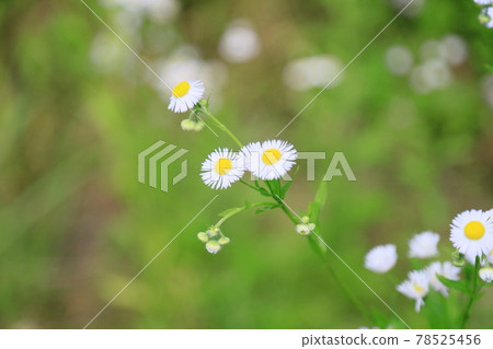 姬城花 78525456