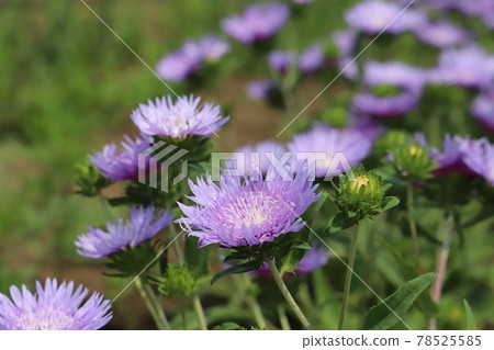 春天公園裡綻放的斯托克西亞紫花 春天公園裡綻放的斯托克西亞紫花 78525585